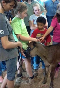 bottle fed calf